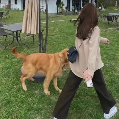 泡芙小姐第二季